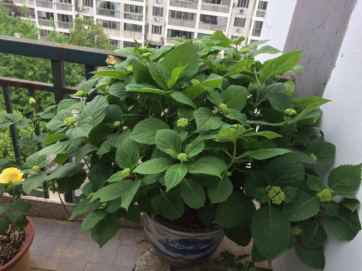 夏天养绣球鲜花,夏季修剪绣球多久浇水