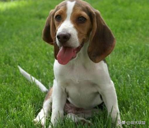 常见的猎犬都有哪些,最厉害的猎犬是哪种