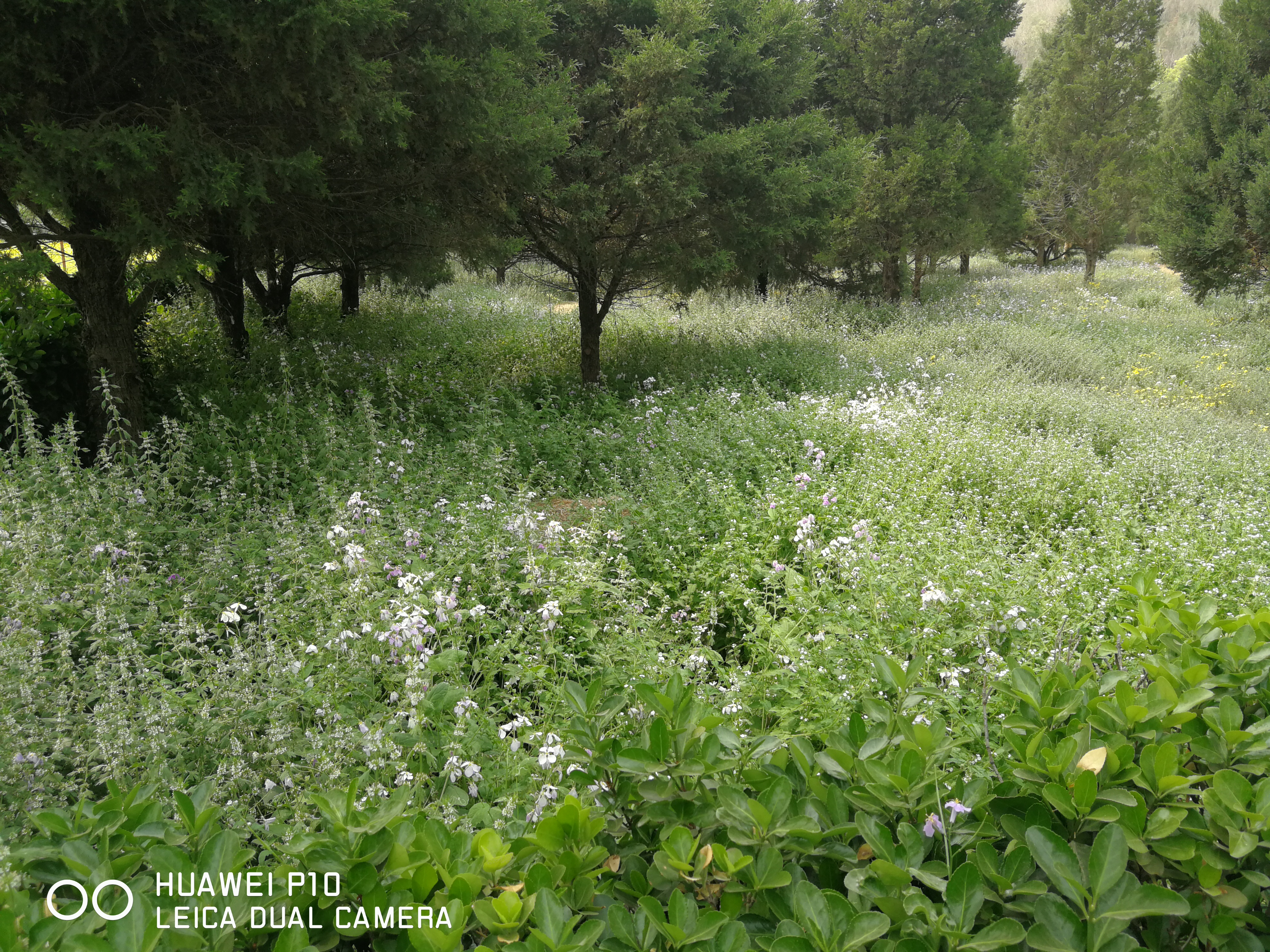 北京油菜花田风景,北京田村油菜花海全攻略