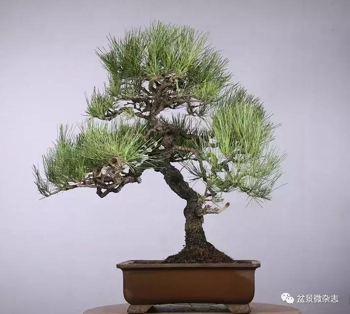 适合室内摆放的意境盆景 (鱼缸盆景有意境高级感视频)