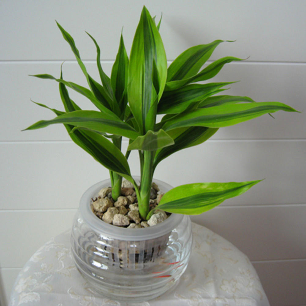 富贵竹叶尖发黄是全剪还是剪一半,富贵竹叶片黄了营养过剩怎么办