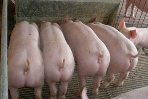 育肥猪总是拉稀是怎么回事,育肥保育猪拉稀的原因