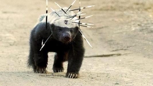 蜜獾被各种天敌捕杀，却没有一种天敌能影响蜜獾的数量，原因在哪