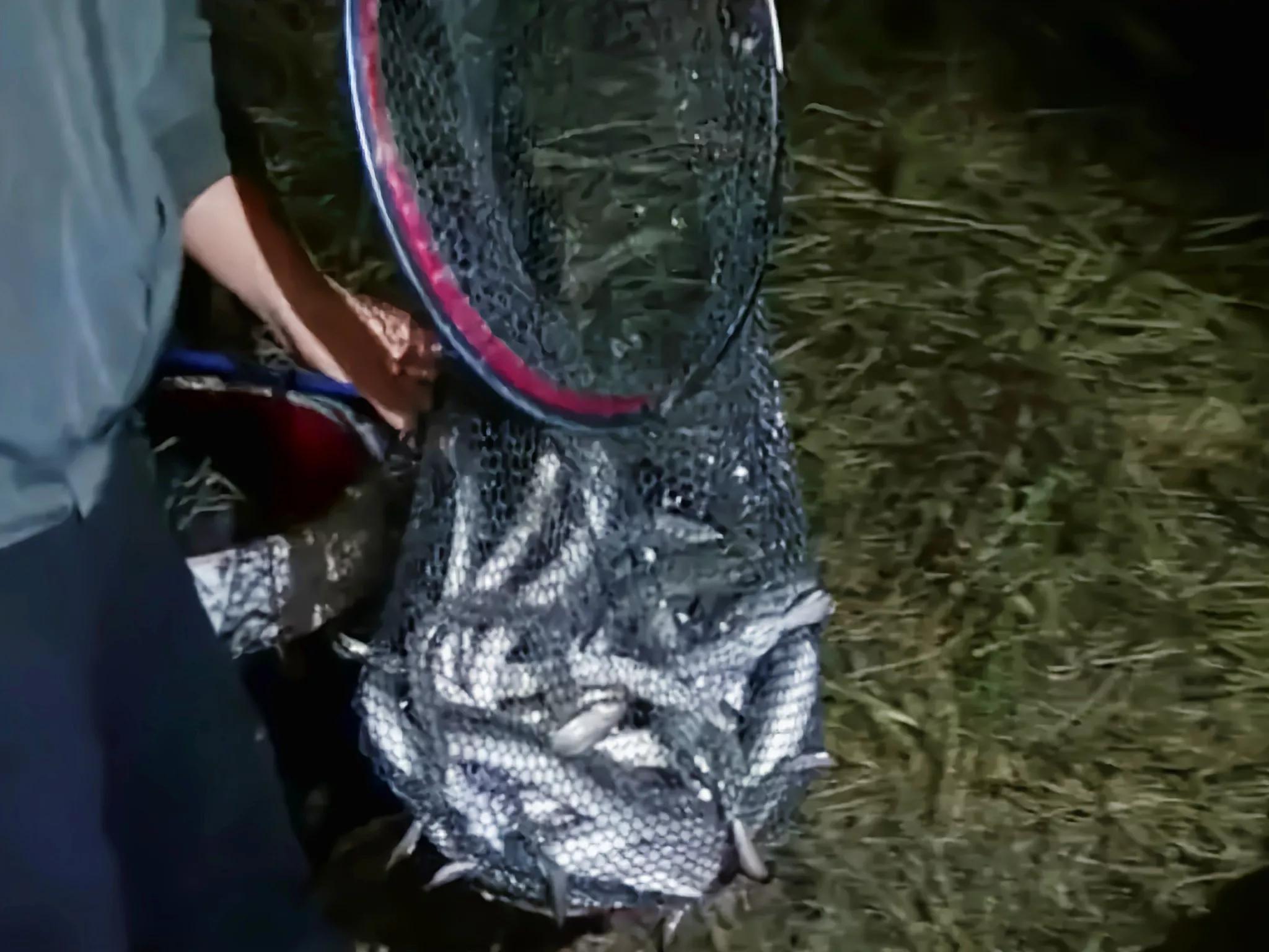 江苏钓野生鳗鱼,江苏仿野生鳗鱼