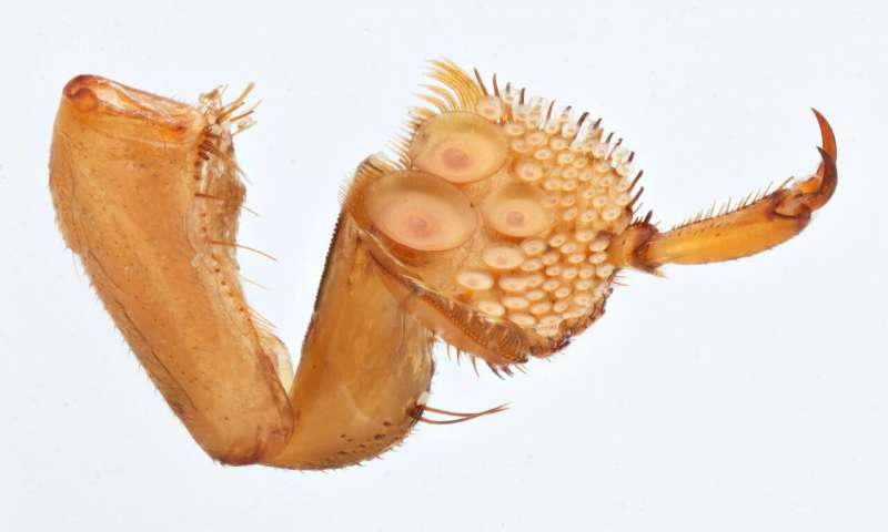 性冲突导致生殖隔离？这家伙霸王硬上弓却造成物种进化停滞！