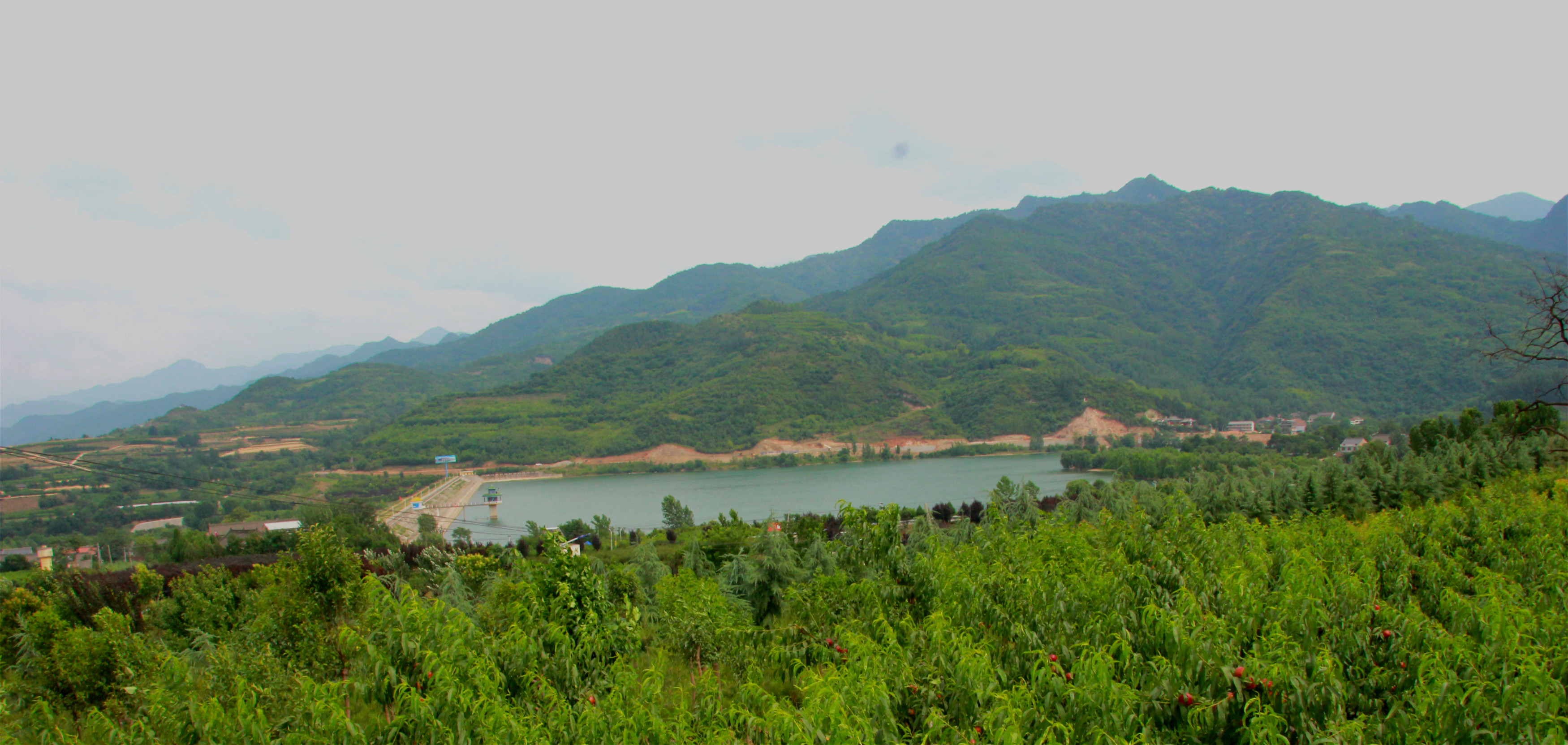 陕西周至露天甜油桃,周至骆峪水蜜桃