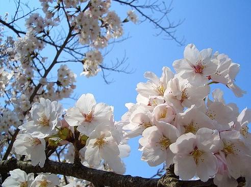 没有蔷薇科,哪里会有春天?