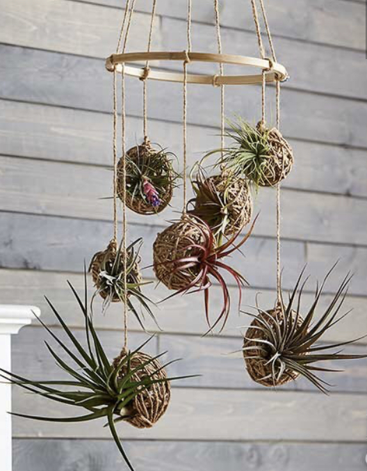 悬挂植物,好看独特的植物装饰