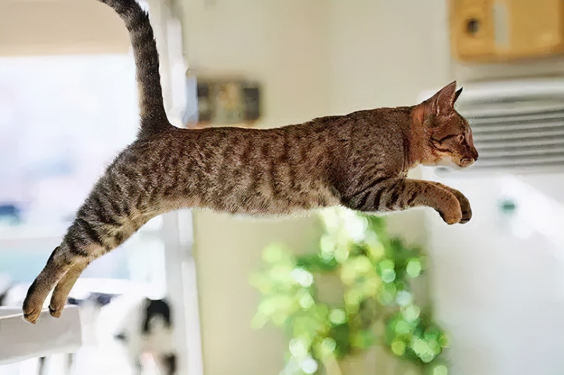 cfa赛级猫狸花猫,cfa认可狸花猫吗