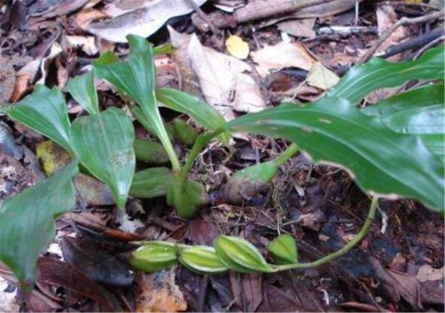 很少人知晓的“石豆花”，做成盆景后，确实会令你眼前一亮，创意