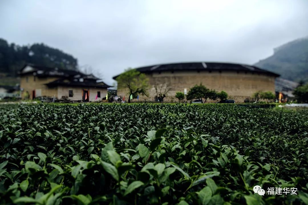 华安：一盏茶的时光
