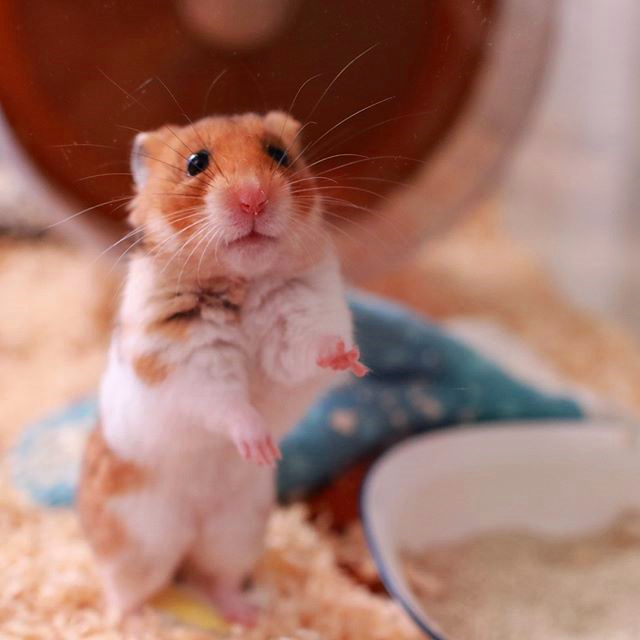 仓鼠与仓鼠之间是怎么交流的,怎么和仓鼠训练让仓鼠变得更亲密