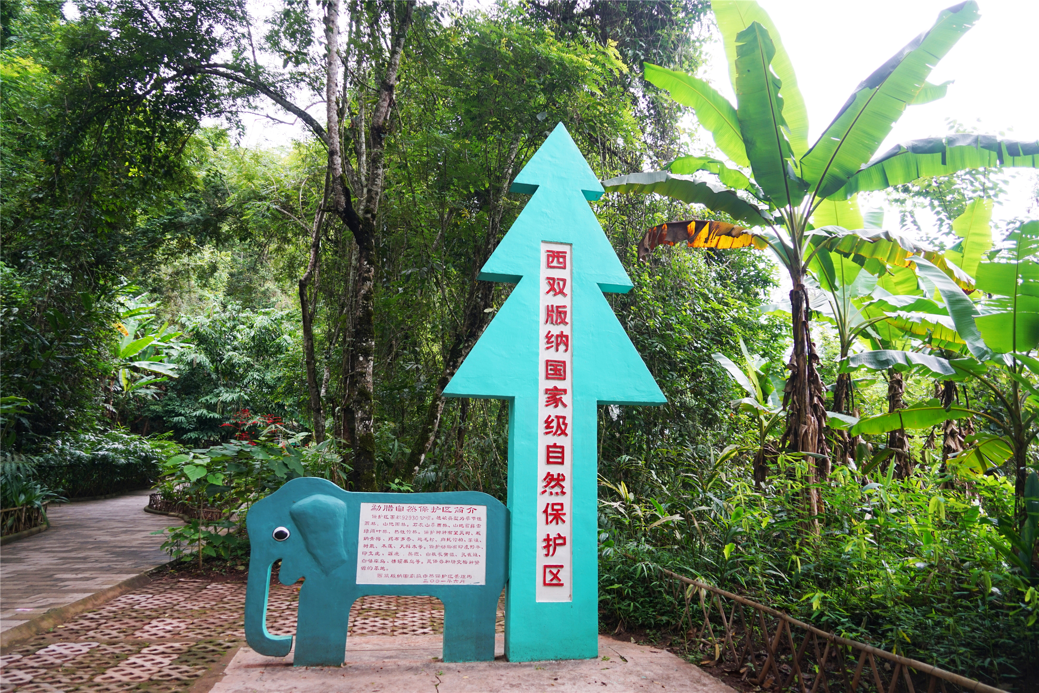 西双版纳望天树有多高,西双版纳望天树攀爬