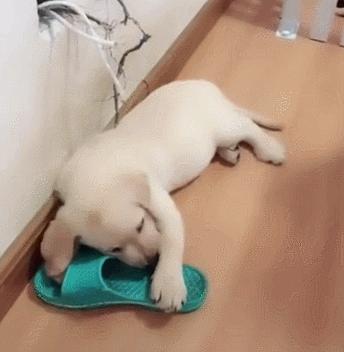 狗子老是咬自己的衣服怎么办,狗子喜欢把主人拖鞋叼走