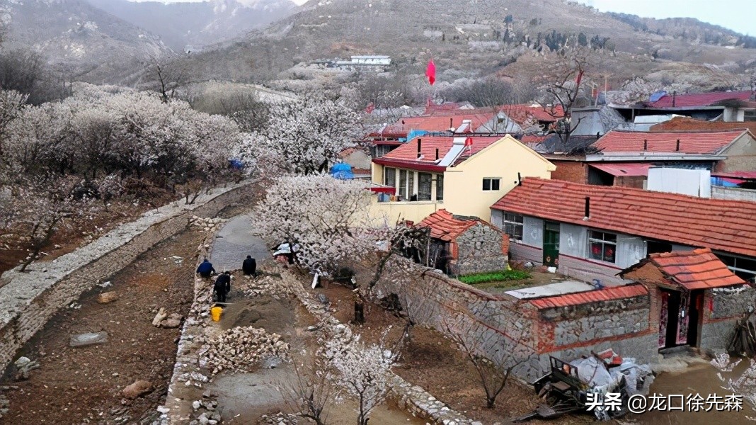 山东青岛哪里有花海的景点,青岛风景比较优美的山