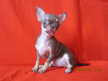 吉娃娃属于小型犬,但它的饲养方式跟其他小型犬一样吗?