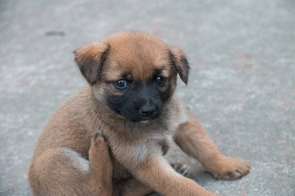 什么狗最好养又便宜不咬人,适合男生养的狗又便宜又好养