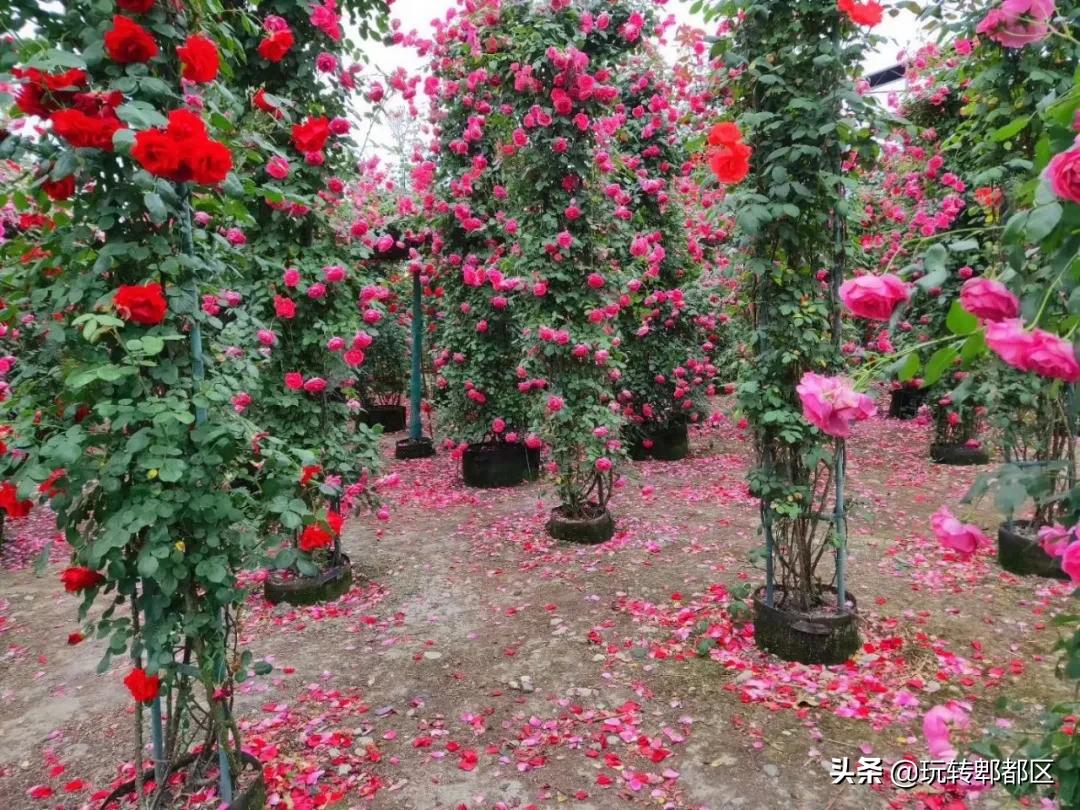 郫都区最美的花海,成都郫都花乡玫瑰开放了吗