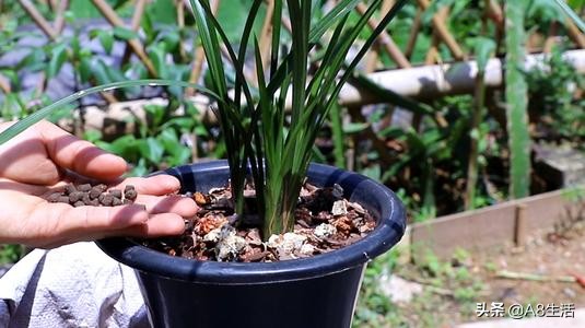 2019蕙兰端梅价格,每日一品花卉