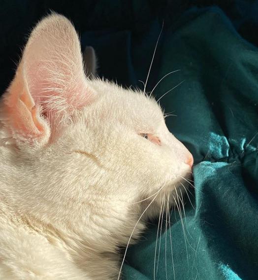 猫真的有那么聪明吗,猫真的有那么聪明嘛