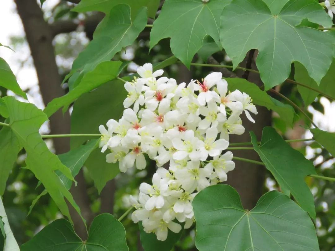 100种常见观叶植物图鉴史上最全,农村常见的100种植物
