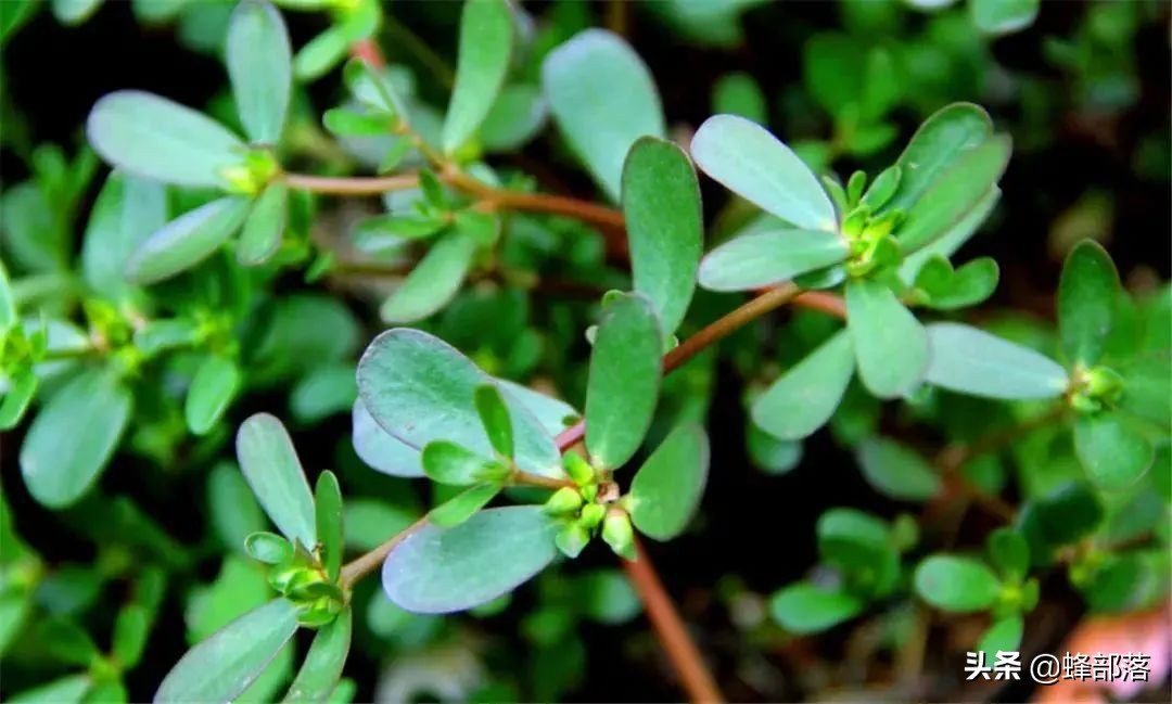 在农村有什么好的项目可以致富,在农村发展有什么好项目