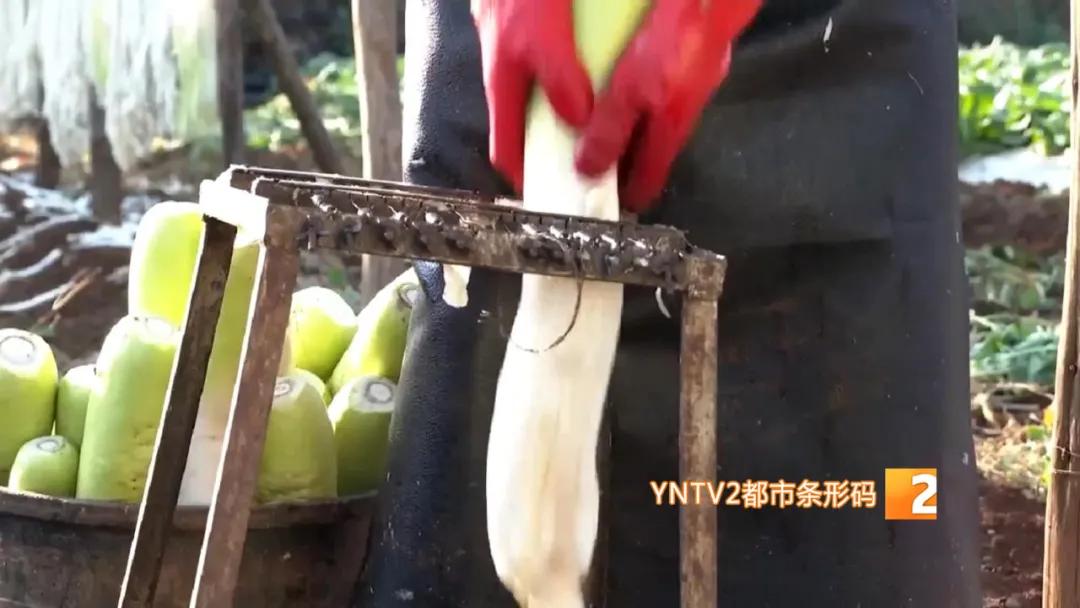 香椿萝卜条,香椿芽蒜薹