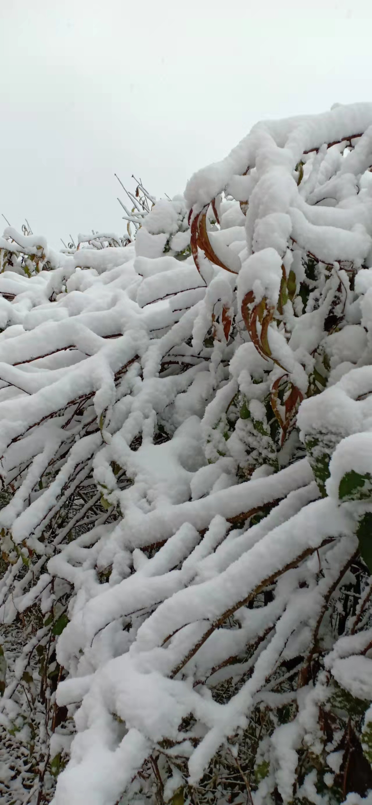 七绝立冬感怀新韵,五绝立冬感怀