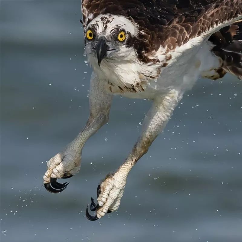 鹰姿风采,英姿飒爽