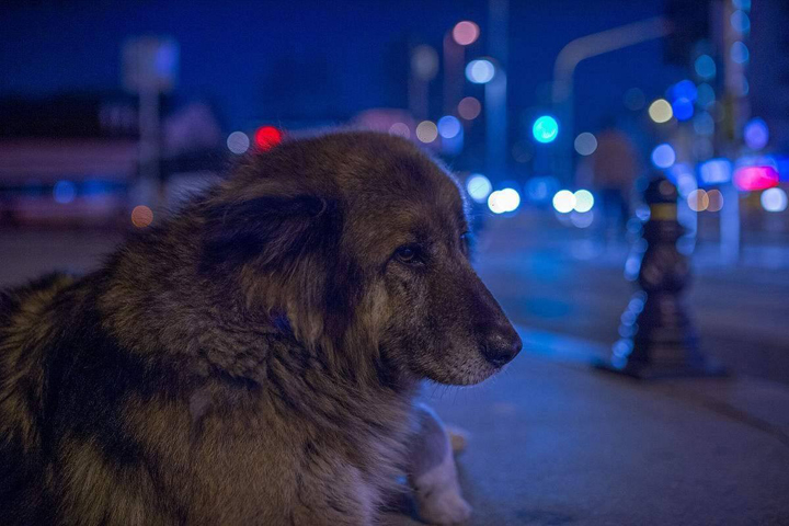 狗丢了几天回来了不吃东西不会叫,泰迪狗走丢了怎么办而且还找不到