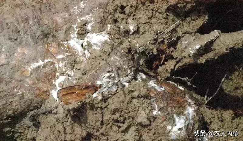 几种果树根部病害的症状识别与防治！