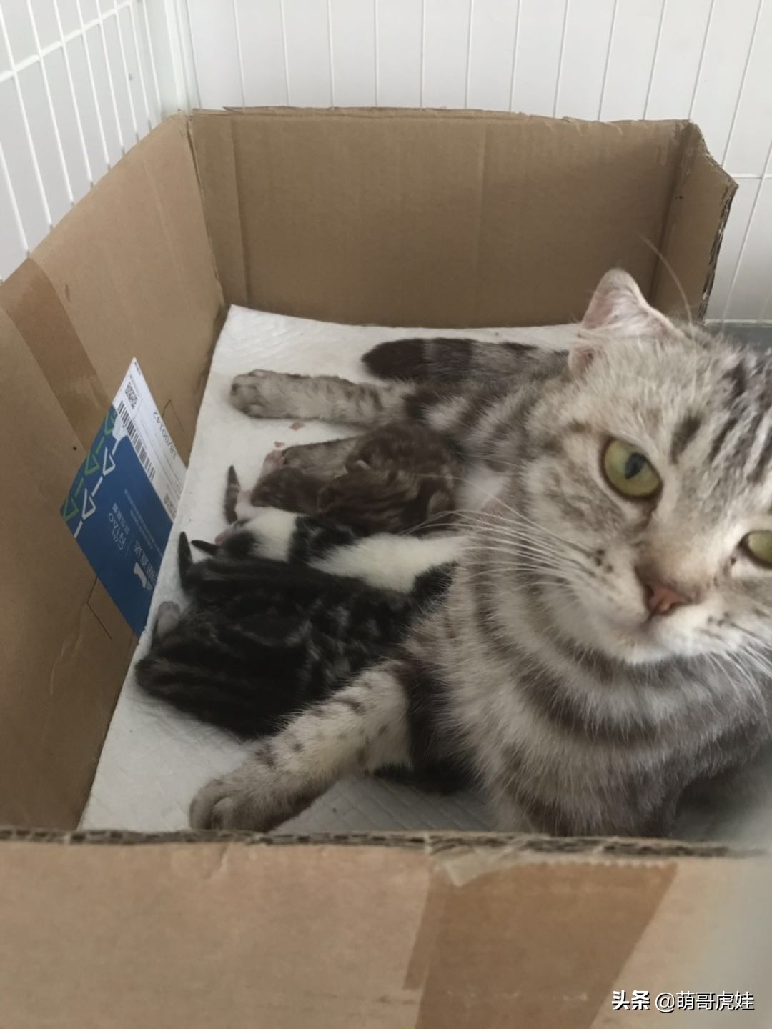 刚买来的小母猫,刚买回来的母猫幼年白狸猫