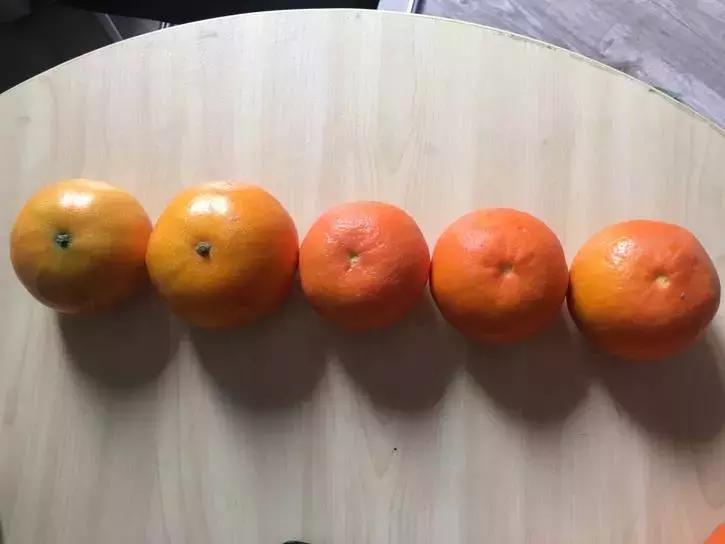 贡桔蜜橘沙糖桔,贡柑沙糖桔