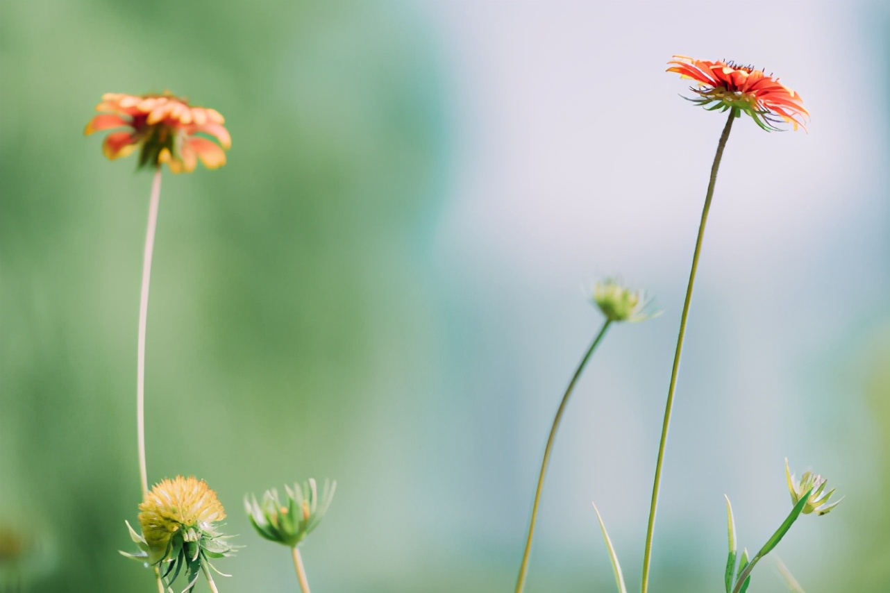 具有主见但是不会强势的星座女,有女强人潜质的星座女