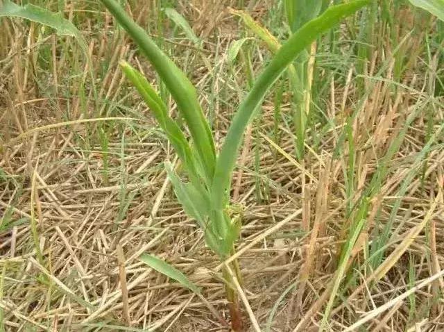 除草剂几天可以灭草,不用除草剂就灭草的配方