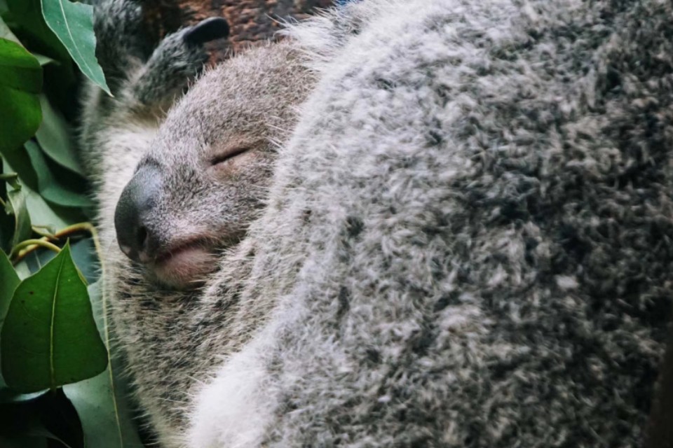 索尼微单a5100怎么导出视频 (索尼微单a5100可以拍视频吗)