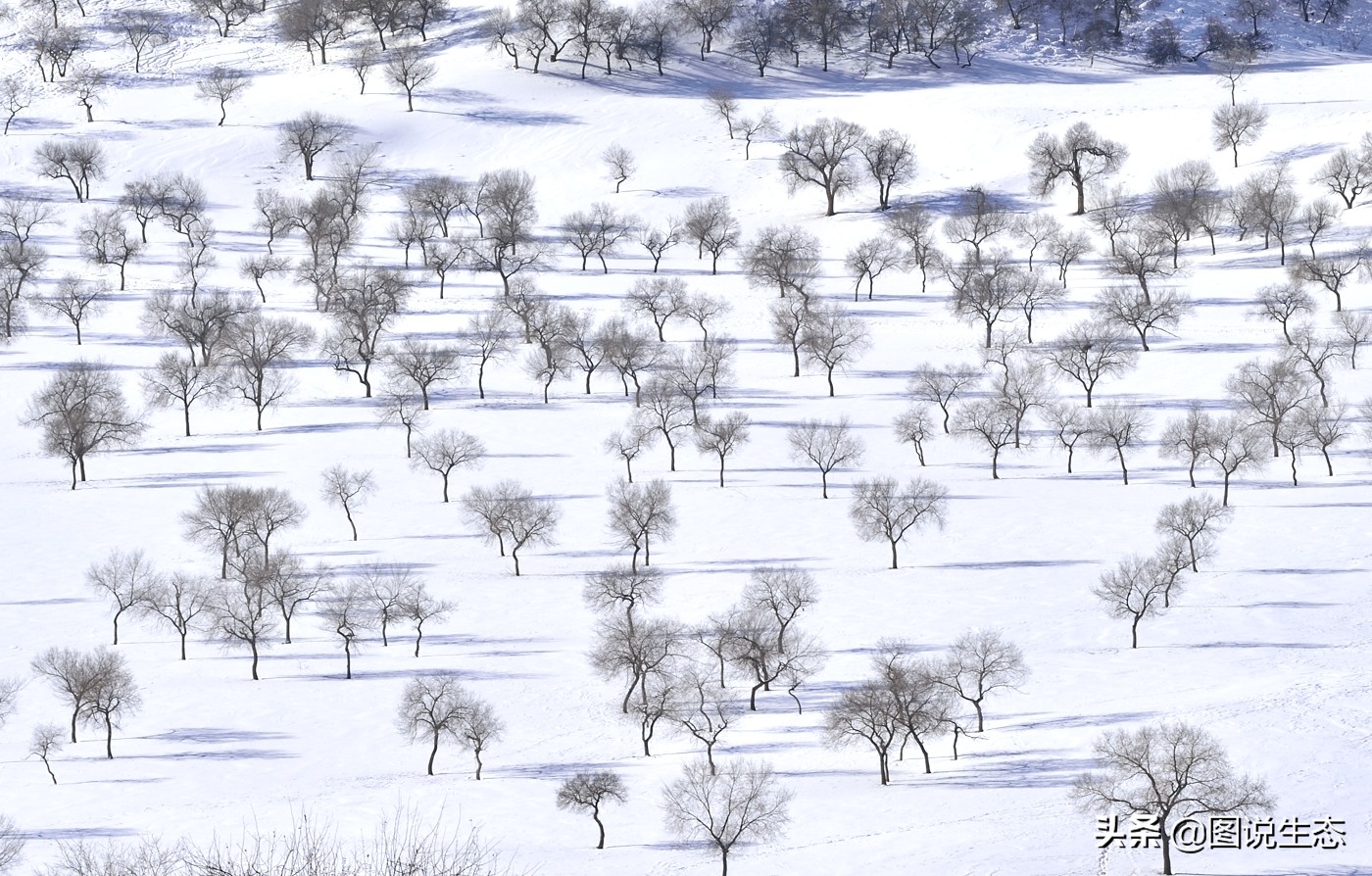 一口气看完塞罕坝全篇,参观塞罕坝有感1000字