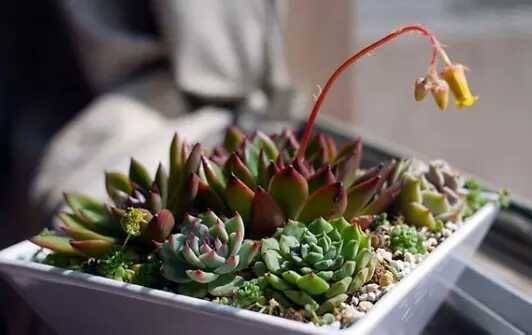 多肉植物为什么不能长大,多肉开花不结果是什么原因