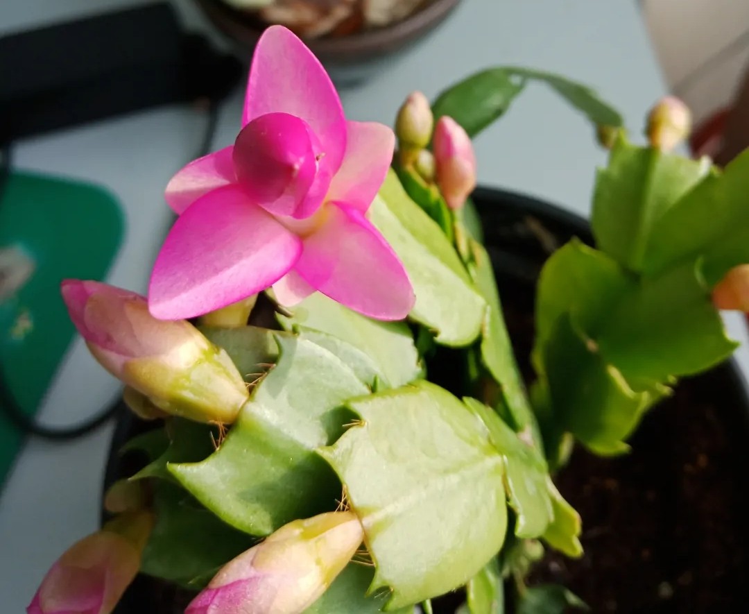 蟹爪兰20棵,有20株蟹爪兰适合多大的盆