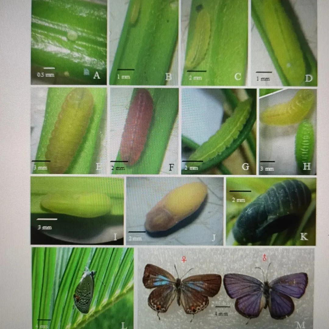苏铁小灰蝶生物防治,苏铁小灰蝶防治用什么药