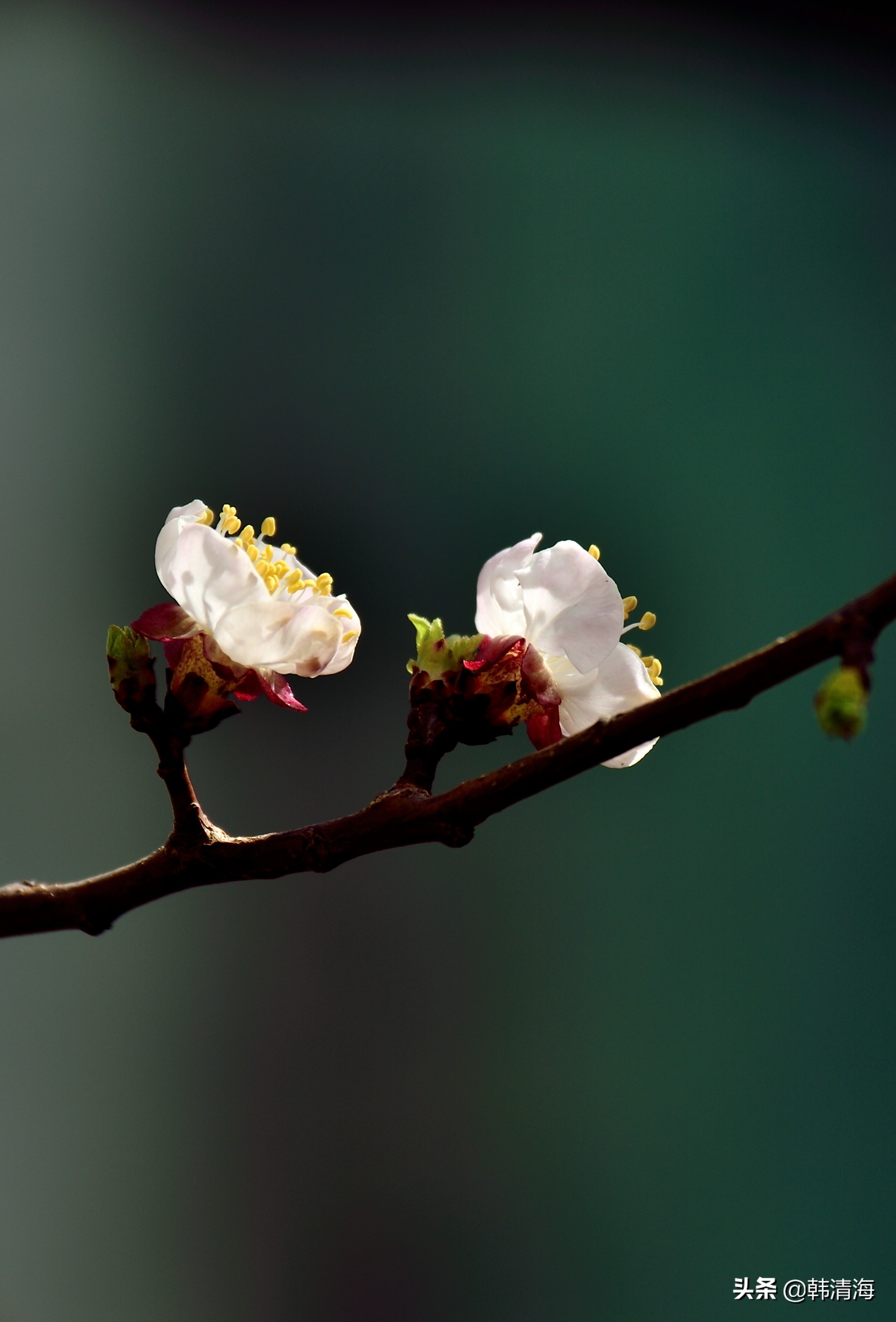 天津市南开区水畔花园新房,天津杏花什么时候开花