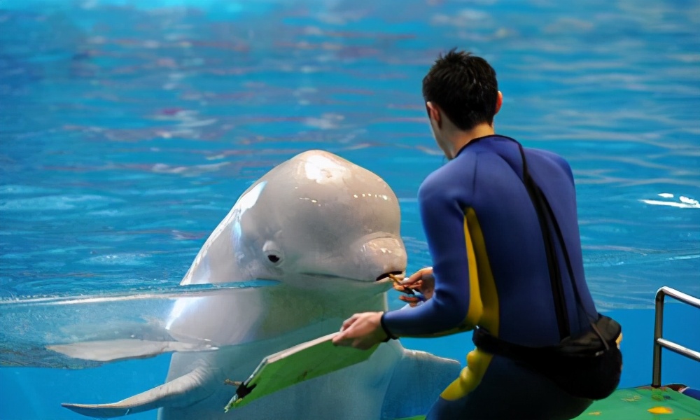 青岛极地海洋世界停车攻略,青岛海昌极地海洋公园购票攻略