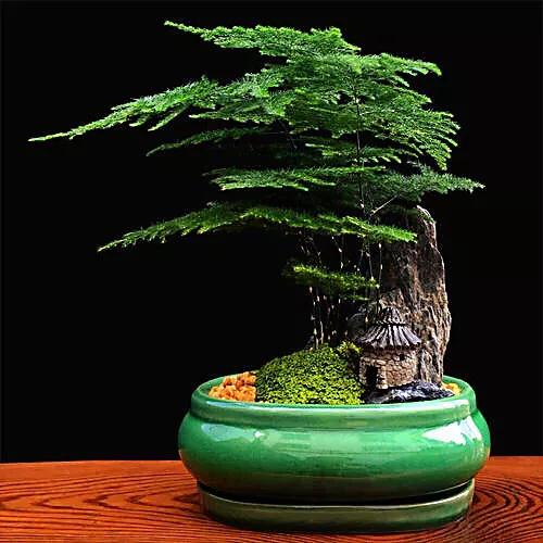 文竹文竹,文竹青翠欲滴