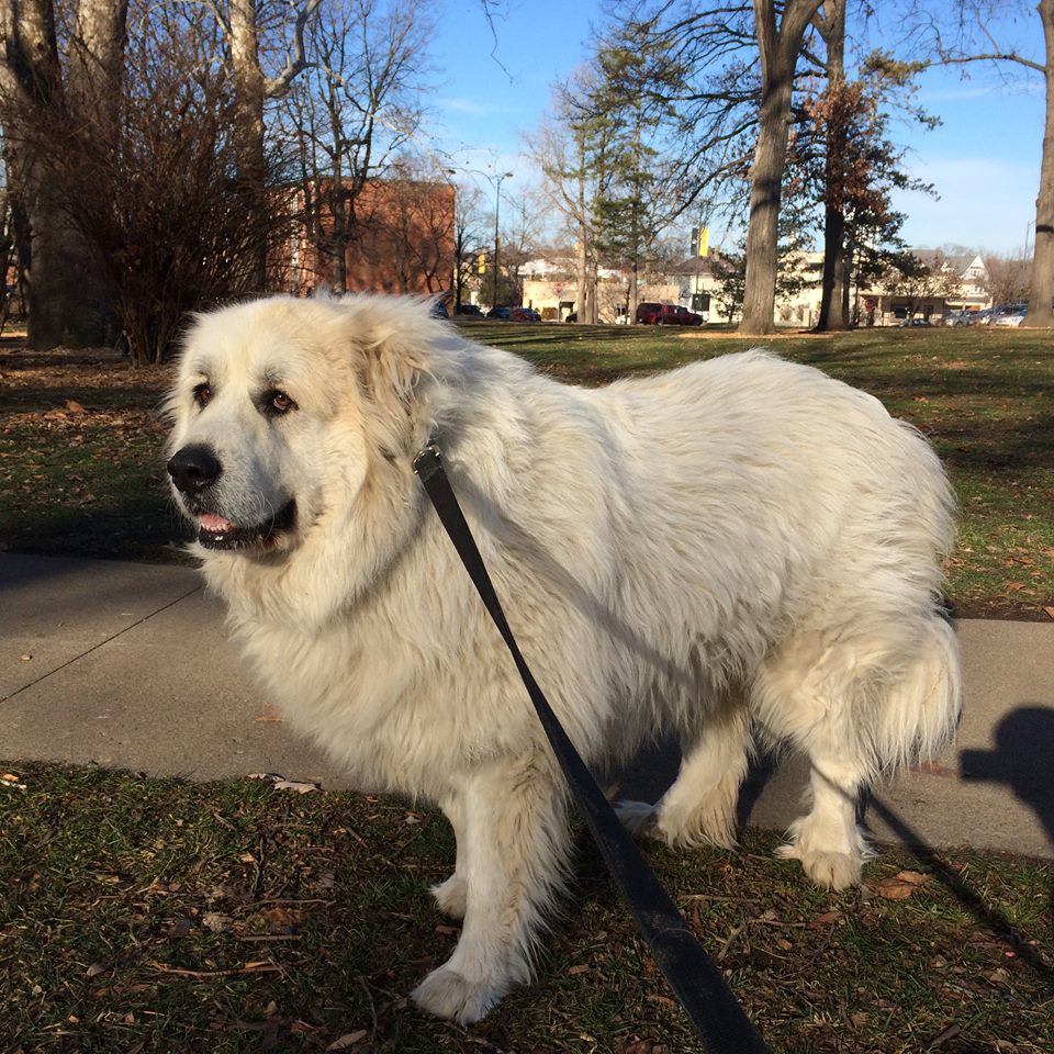 公认十大最好养的狗中型犬,狗界无攻击性的三大犬