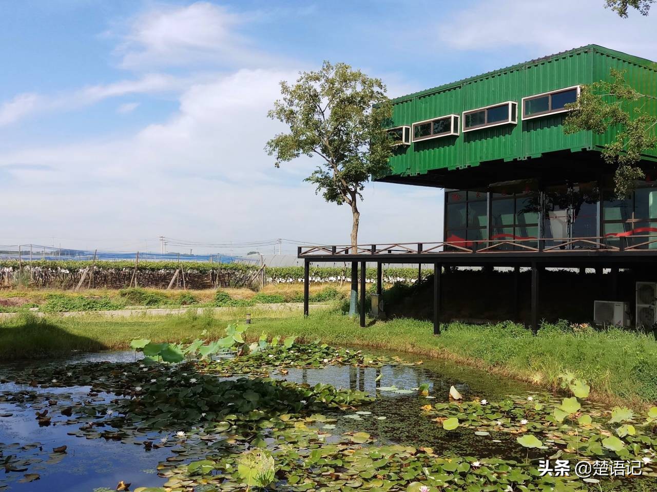 句容白兔镇草莓之乡,白兔镇樱花园