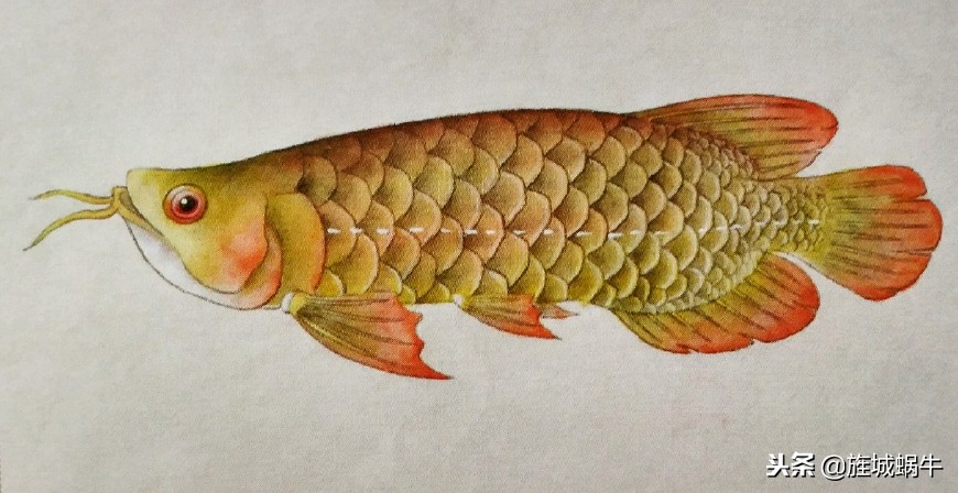 怎么样画出特别大的金龙鱼,金龙鱼的淡色工笔画法