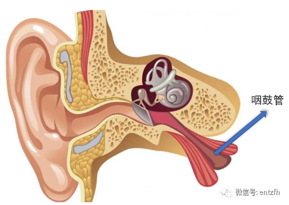 什么叫做咽鼓管,咽鼓管吹张器能改善咽鼓管功能吗