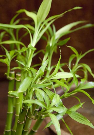 富贵竹零下怎么养才能更旺盛,这四点让你终生受用