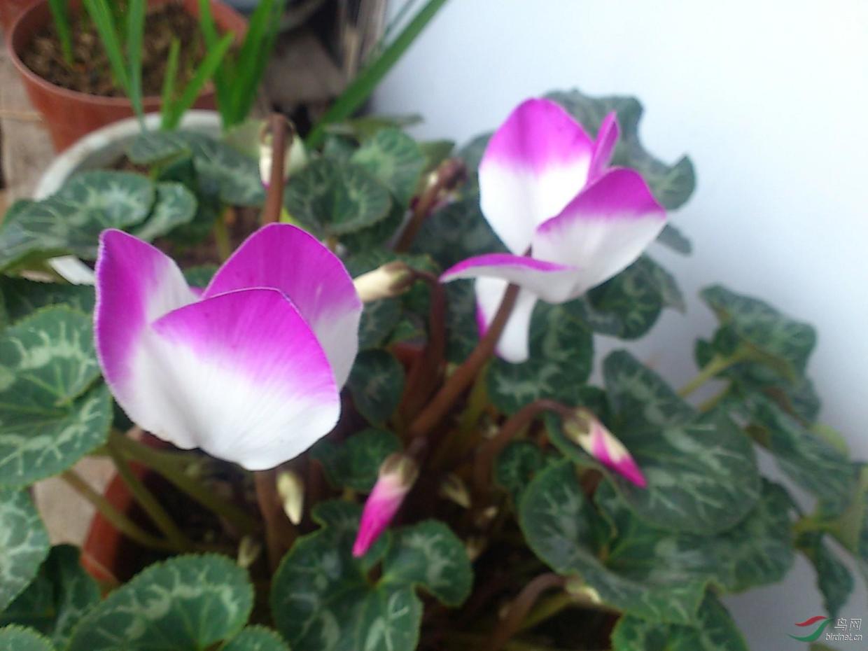 如何养好仙客来,如何把养了两年的仙客来养好