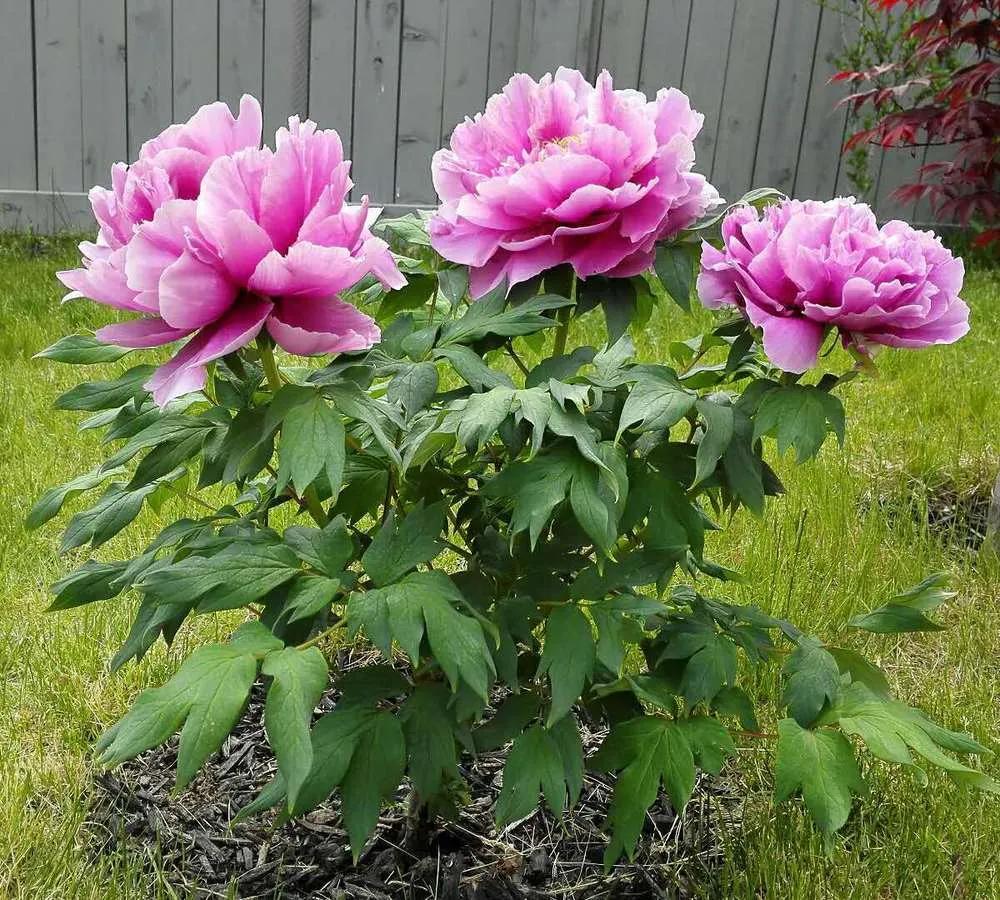 国色天香牡丹花雍容华贵,花中之王国色天香牡丹花